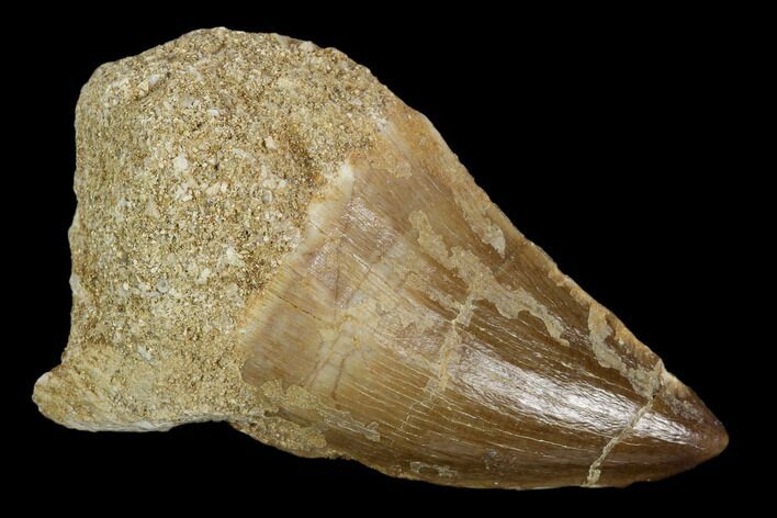 Mosasaur (Prognathodon) Tooth - Morocco #118891